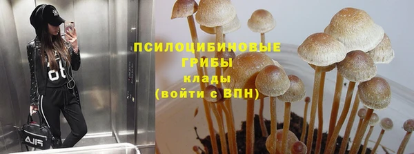 хмурый Аркадак