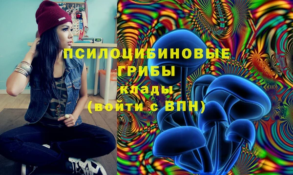 хмурый Аркадак